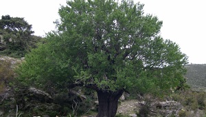 Thumb 1 rhamnus persicifolia  g. bacchetta  image resized