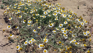 Thumb anthemis tomentosa8076