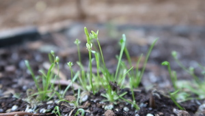 Thumb first flowering of population introduced of myosurus minimus