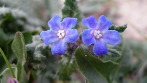 Thumb anchusa crispa propriano capu laurosu 13 resized