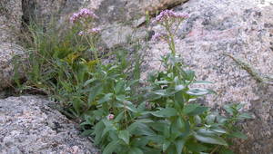 Thumb centranthus trinervis bonifacio 6227