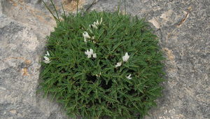 Thumb astragalus gennarii  g. bacchetta  photo for the page preview