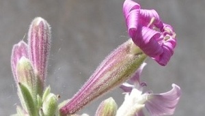 Thumb silene velutina corsica 